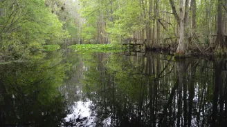 A Cypress swamp.