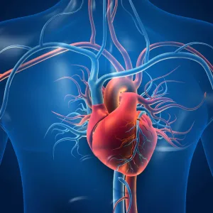 A 3D illustration of the heart and veins around the respiratory system