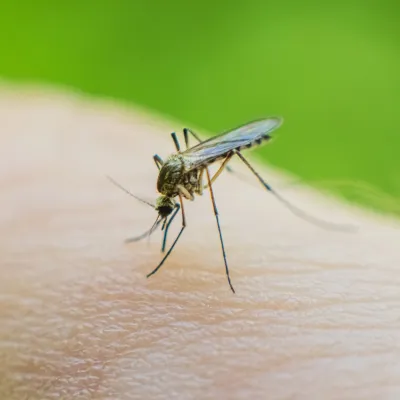 A close up photo of a mosquito biting someone.