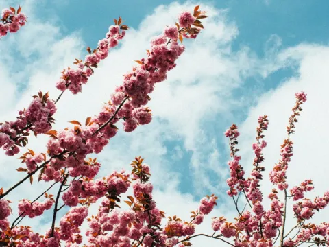 Spring Flower Branches