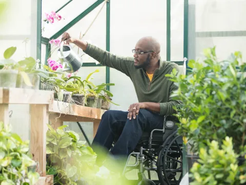 Man in wheelchair in a greenhouse watering a plant.