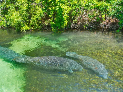 Florida Manatees