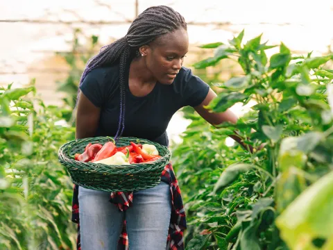 A woman picking peppers in a greenhouse.