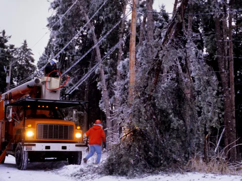 City workers assessing the damage of an electric pole done by a large tree branch