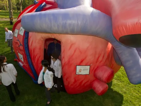 Mega heart