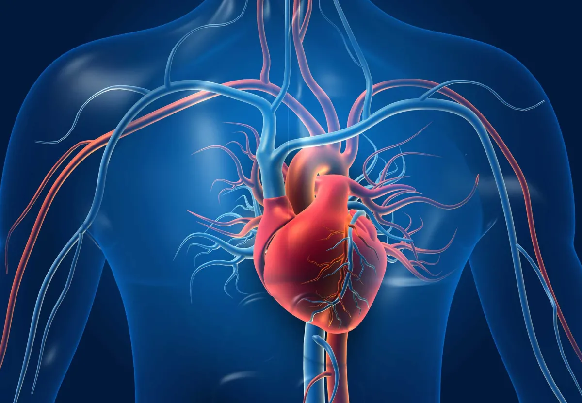 A 3D illustration of the heart and veins around the respiratory system